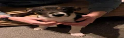 Border Collie dogs for sale: Border collie puppy - Advert 1