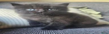 Jack