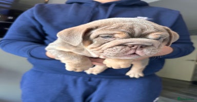 English Bulldog dogs - Advert 15