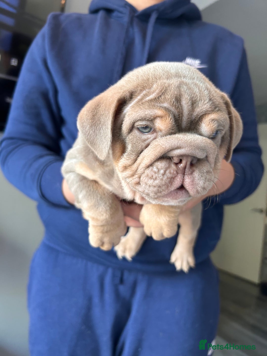 English Bulldog dogs for sale: Outstanding English bulldogs  - Image 3