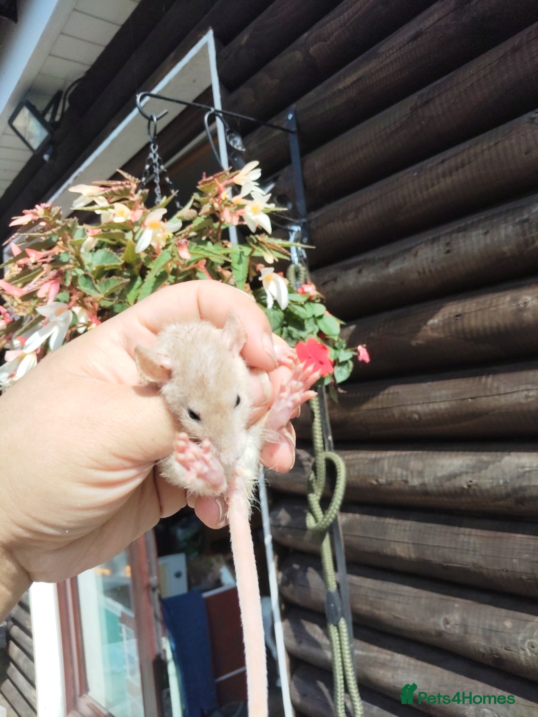 Rat rodents for sale: Beautiful baby rats dumbos smooth and rex  - Image 12