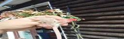 Rat rodents for sale: New babies ready now 6 week and upwards  - Advert 12