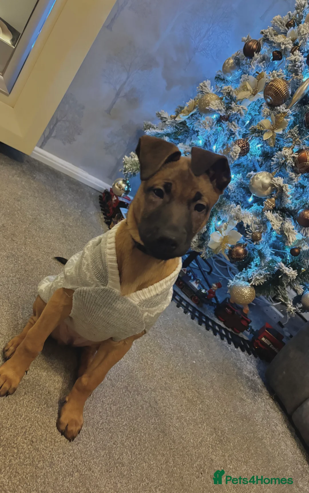 Belgian Shepherd Dog dogs for sale: Belgian Mallinois puppy  - Advert 2