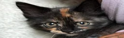 Mixed Breed cats for sale: Mixed baby girl 9 weeks - Advert 3
