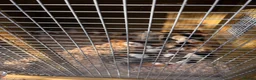 Guinea Pig rodents for sale: Guinea Pigs male and female  in Knighton - Advert 4