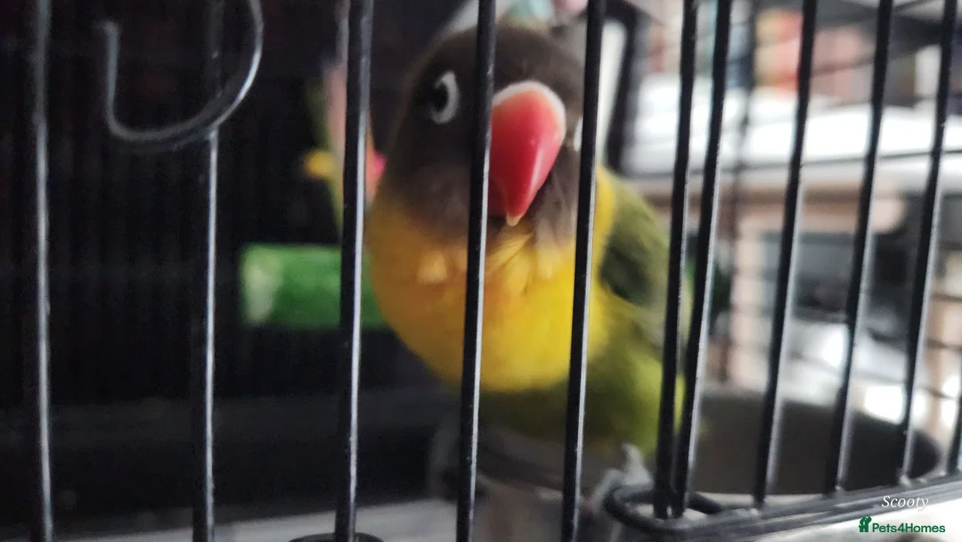Lovebirds birds for sale: Gorgeous little lovebird ready for new home - Advert 2