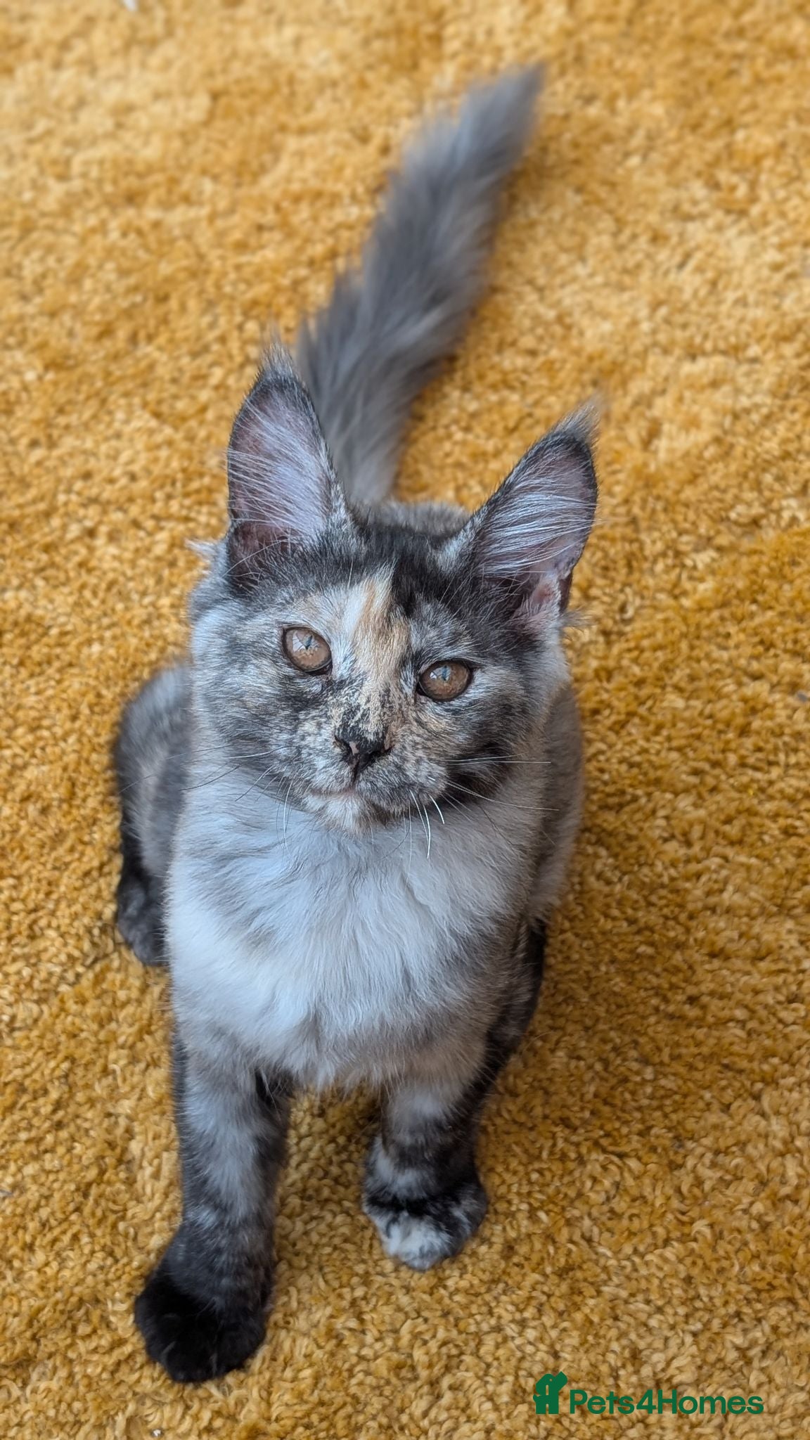 Maine Coon cats Pedigree Maine coons kittens Tica registered - Advert 1