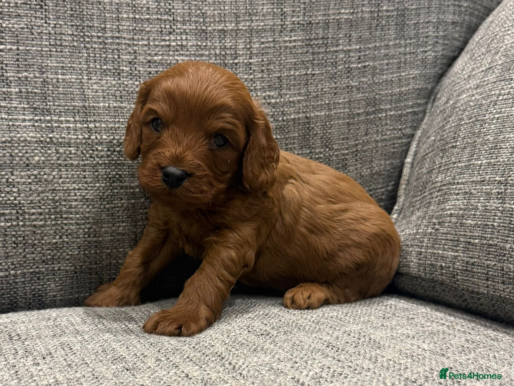 Cavapoo dogs Health clear F1 Cavapoo boys - Advert 1