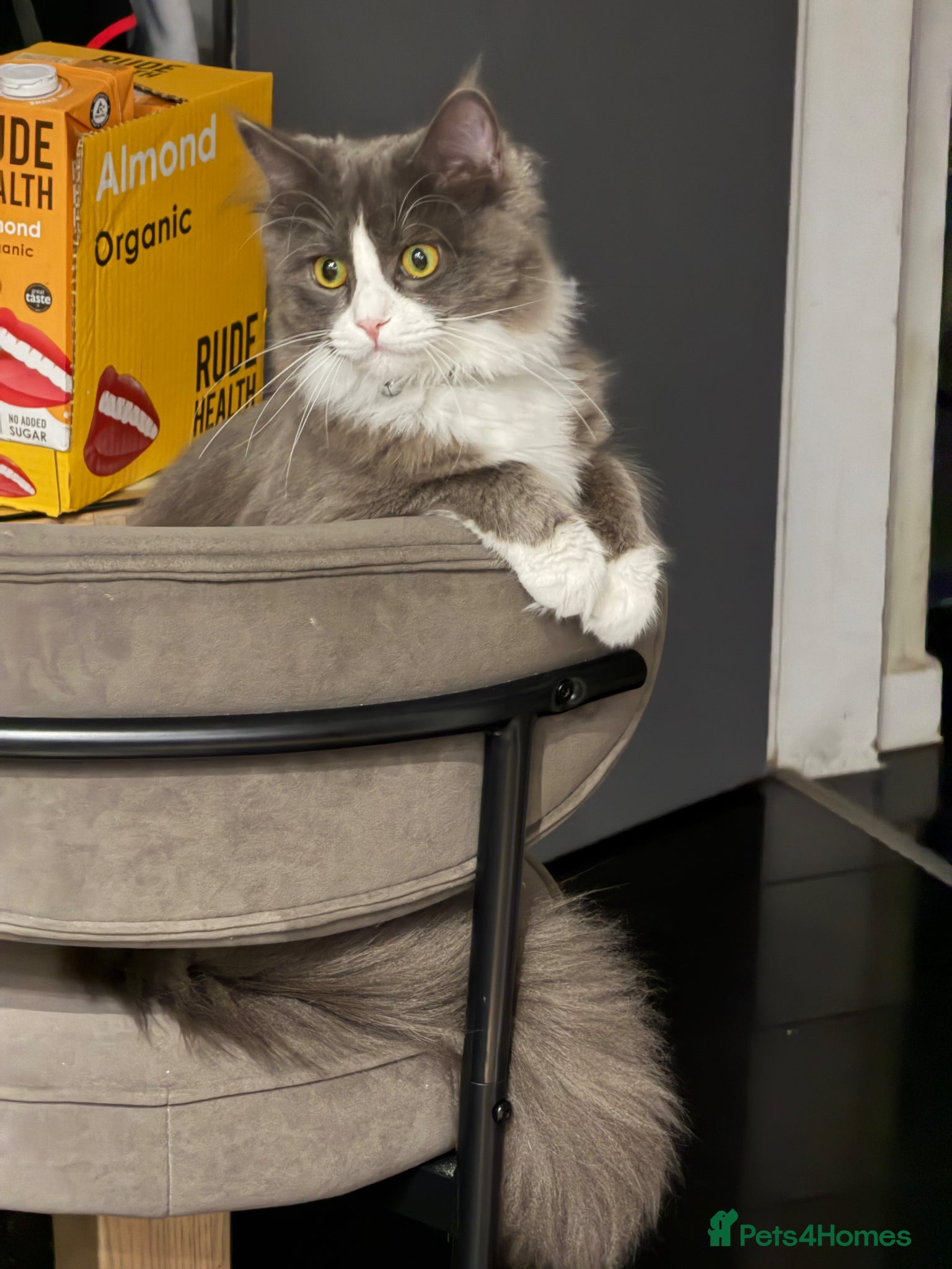 Maine Coon cats for sale: Sadly rehoming our lovely Maine Coon - Advert 4