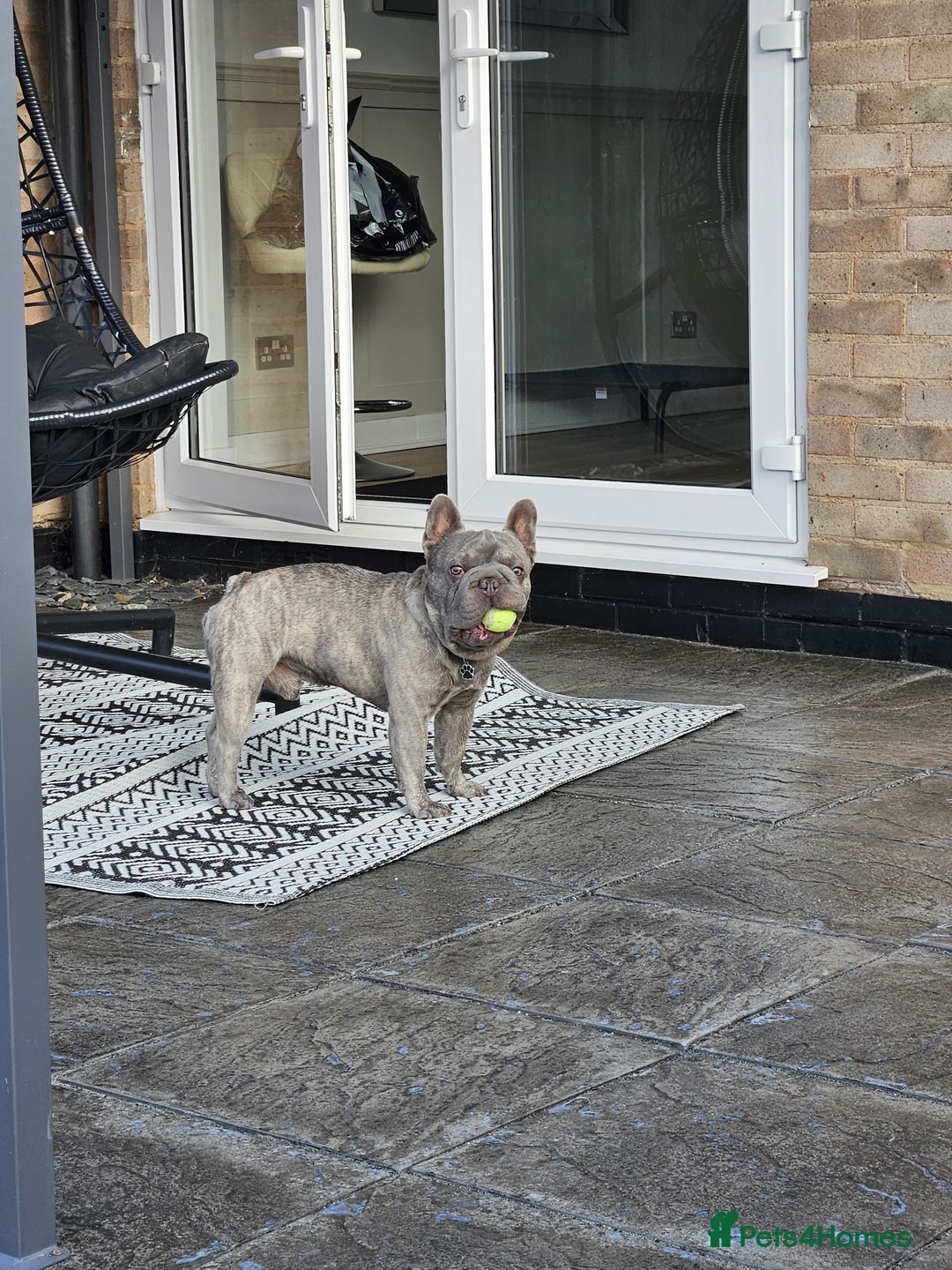 French Bulldog dogs for sale: 2 year old Blue Brindle French Bulldog - Image 4