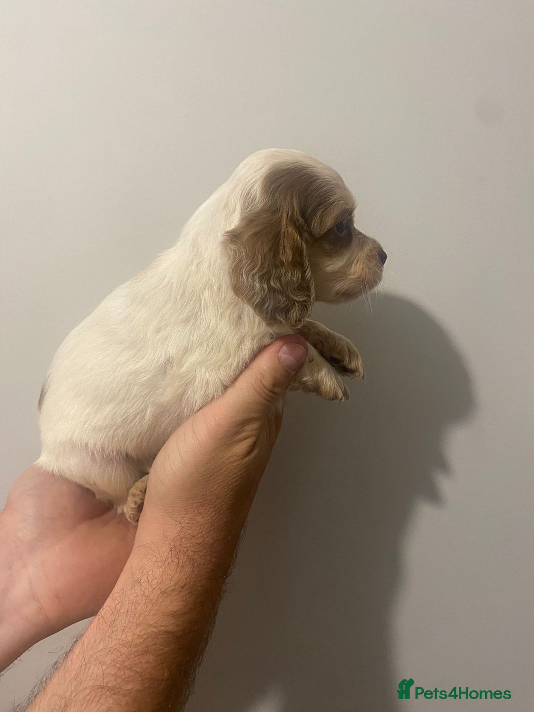 Cocker Spaniel dogs for sale: Working Cocker Spaniels - Image 11