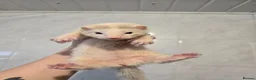 Ferret rodents for sale: Friendly Ferret Girls - Advert 7