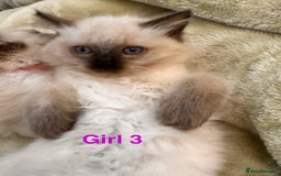 Ragdoll cats for sale: Urgent - 1 Purebred Ragdoll Kitten left in London - Image 5