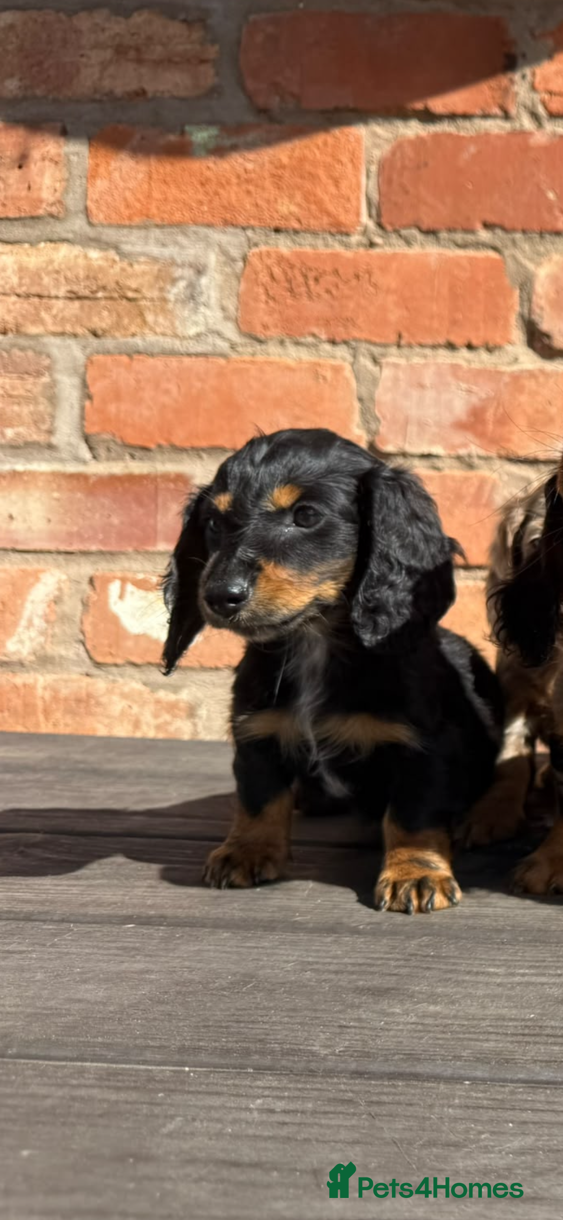 Dachshund dogs Long haired Dachshund Puppies for Sale - Advert 2