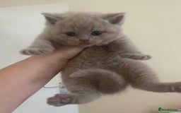 British Shorthair cats for sale: GCCF Active Championship line Blue & Lilac Kittens - Image 26