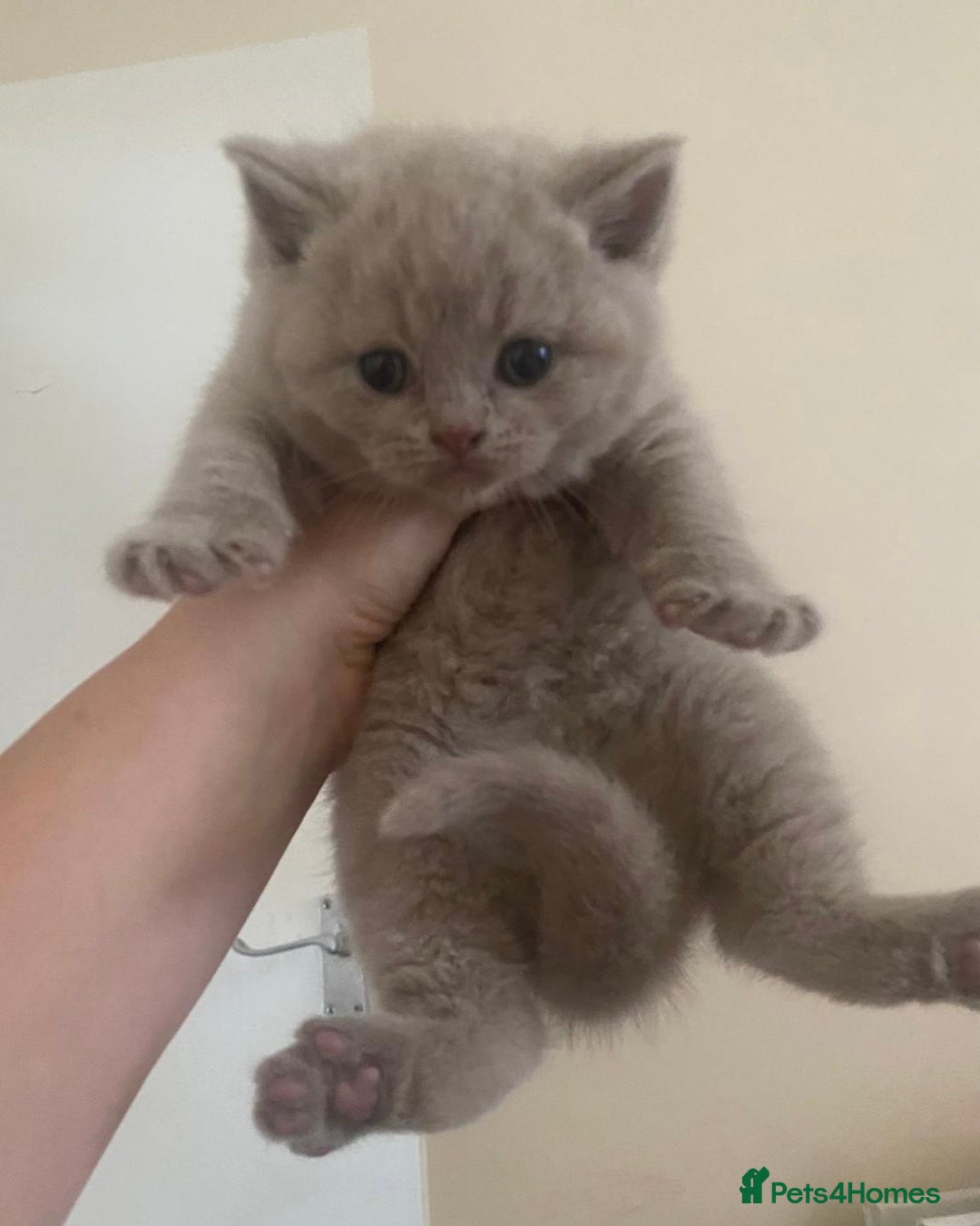 British Shorthair cats for sale: GCCF Active Championship line Blue & Lilac Kittens - Image 26