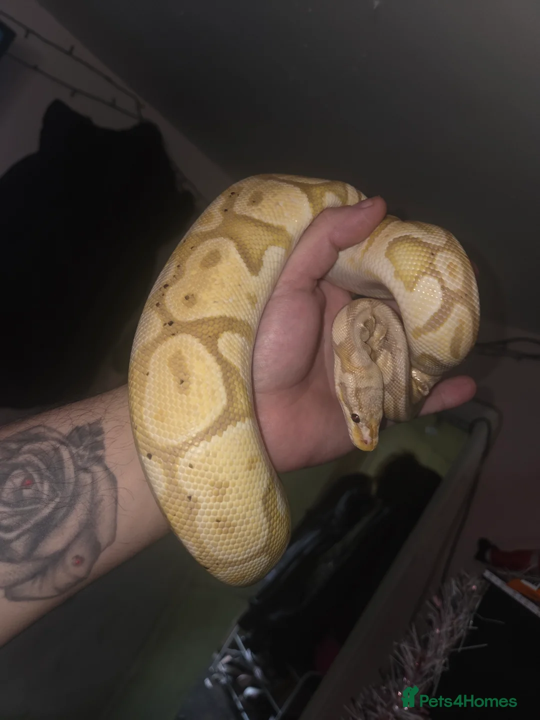 Python Snake reptiles for sale: 3 female royal pythons All 3 for 160 today only! - Advert 3