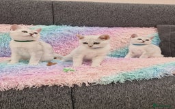 British Shorthair cats for sale: British Shorthair Silver Chinchilla  - Image 14