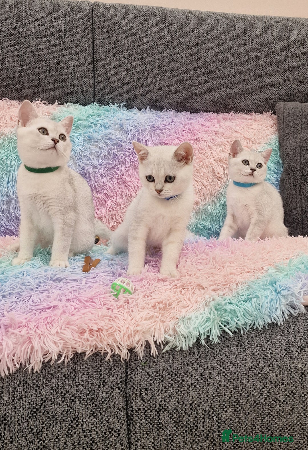 British Shorthair cats for sale: British Shorthair Silver Chinchilla  - Image 14