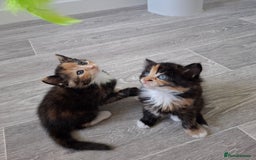 Maine Coon cats for sale: Beautiful Bright Eyed Part Maine Coon Kitten - Image 7
