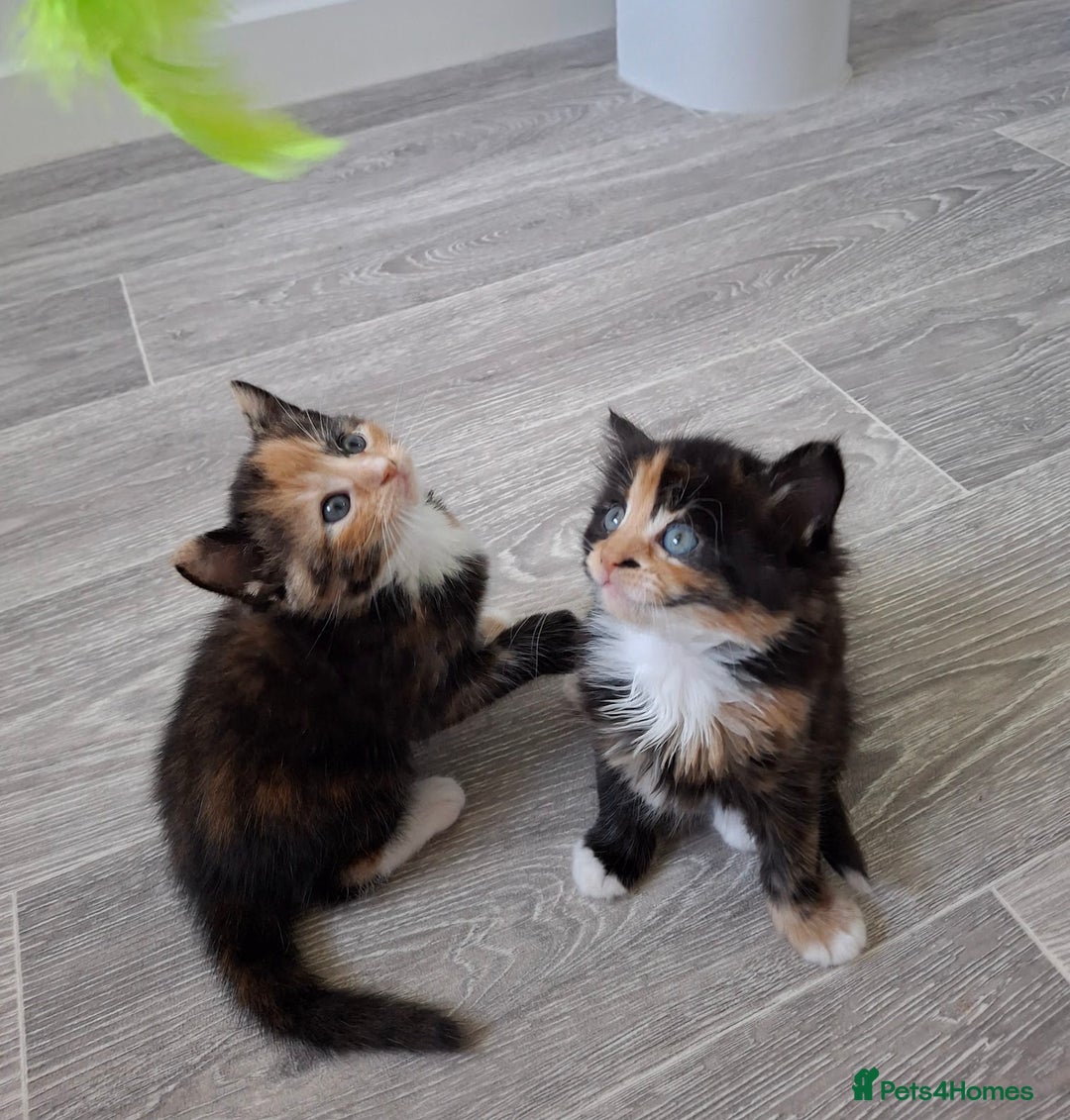 Maine Coon cats for sale: Beautiful Bright Eyed Part Maine Coon Kitten - Image 7