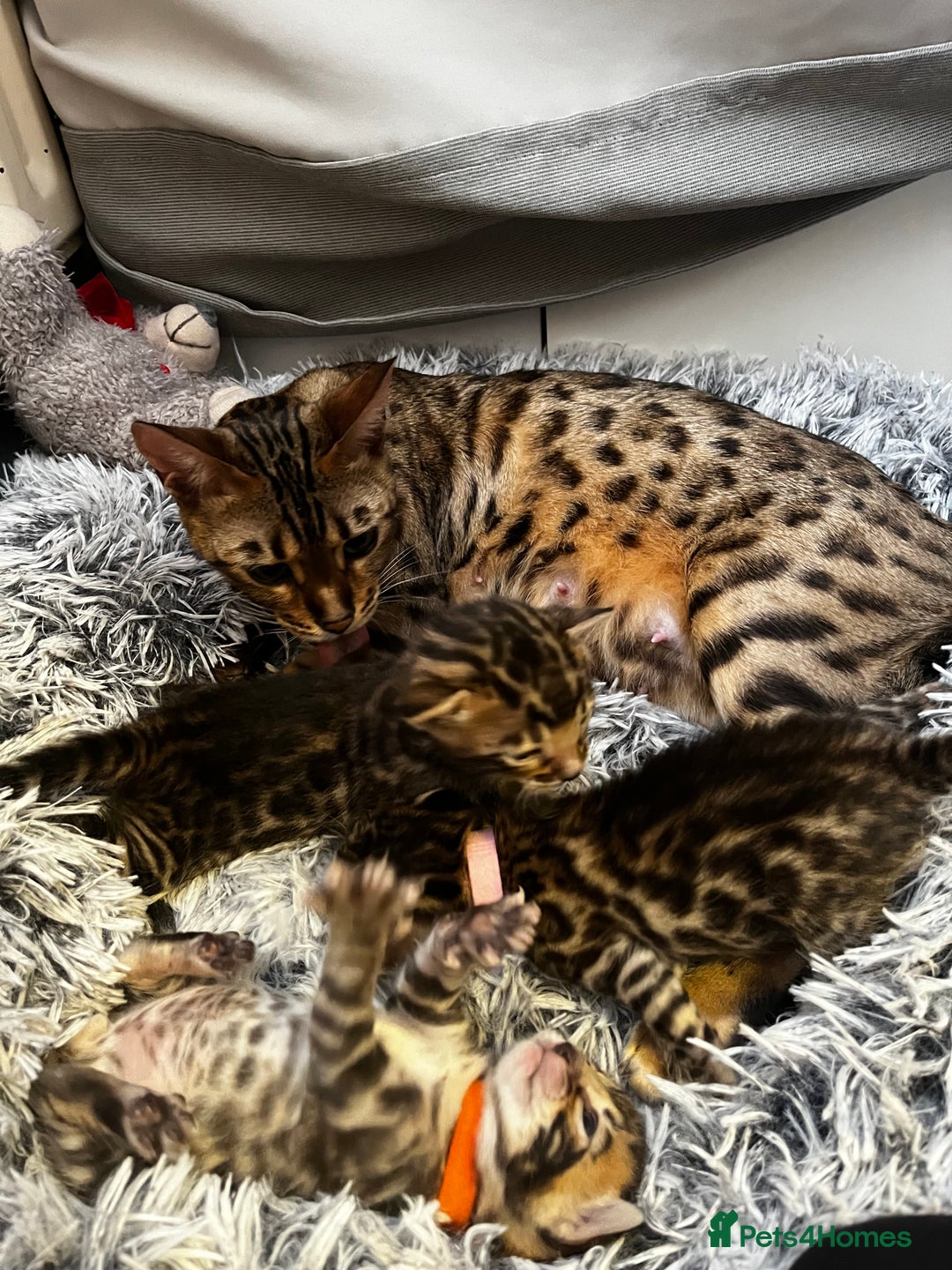 Bengal cats for sale: Beautiful bengal kittens for sale, 2boys available - Advert 4