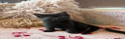 Domestic Shorthair cats for sale: 6 gorgeous tabby kittens  - Advert 6