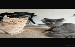 Mixed Breed cats for sale: Persian x Russian blue & British shorthair - Image 9