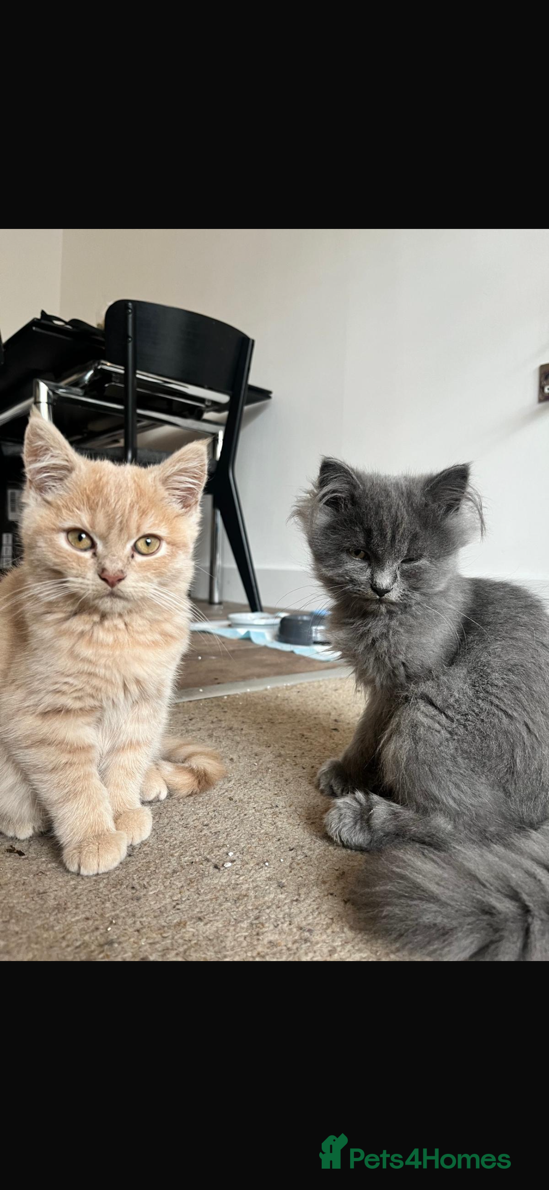 Mixed Breed cats for sale: Persian x Russian blue & British shorthair - Image 9