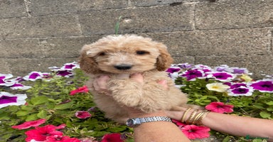 Cockapoo dogs - Advert 10