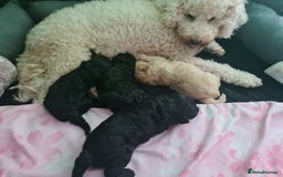 Mixed Breed dogs for sale: Reduced!! Stunning F1 poodle pups  - Image 6