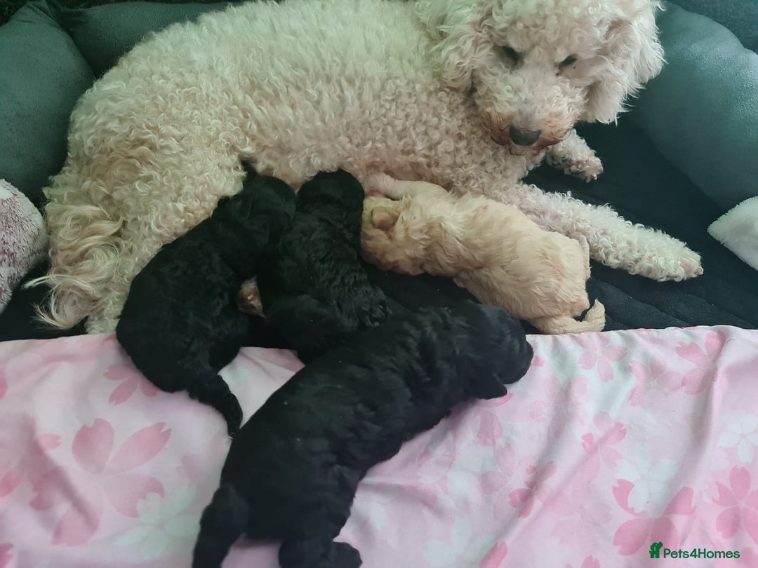 Mixed Breed dogs for sale: Reduced!! Stunning F1 poodle pups  - Image 6
