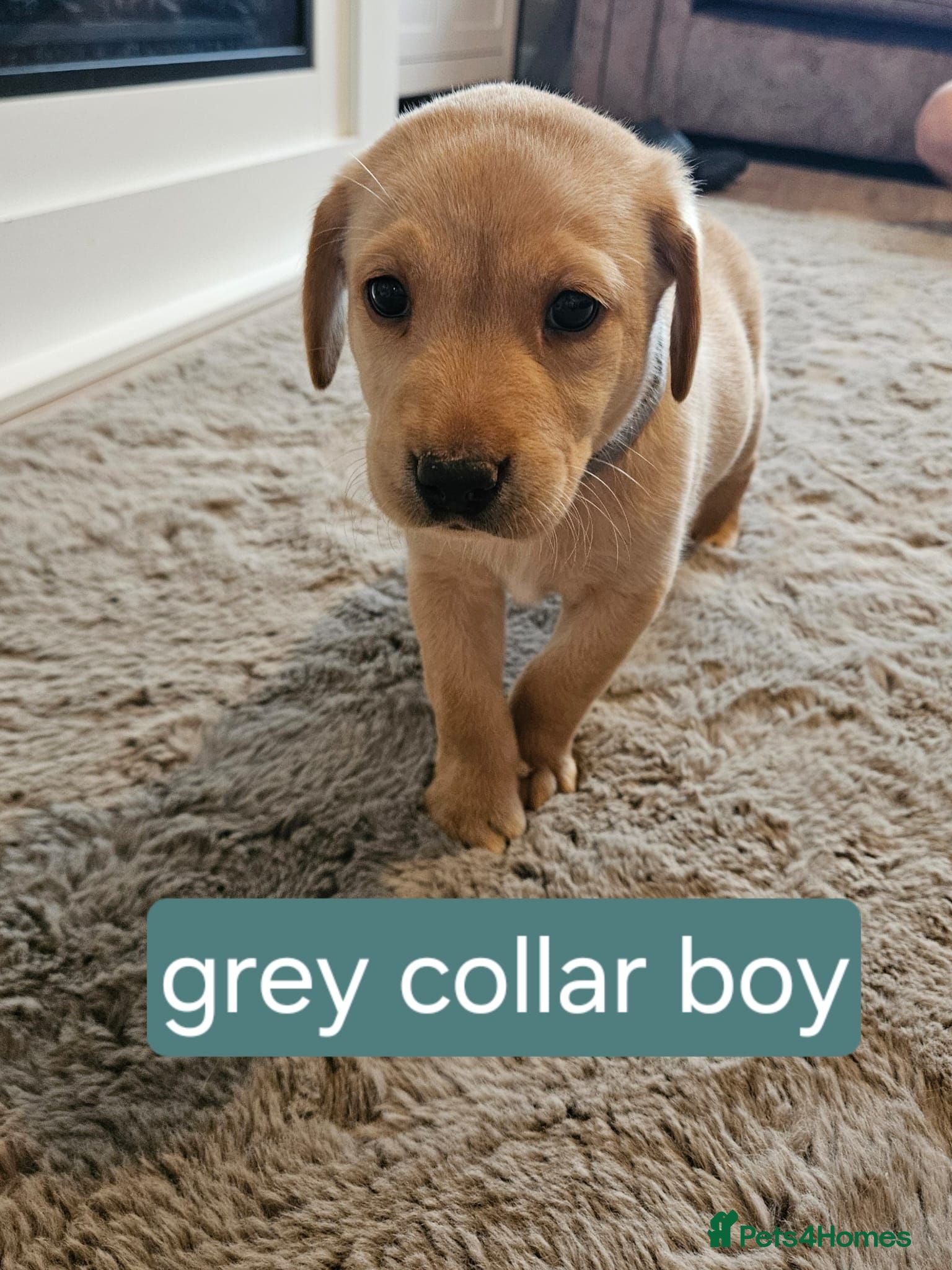 Labrador Retriever dogs 🐾 KC Registered Labrador Puppies – Red/Yellow 🐾 - Advert 1
