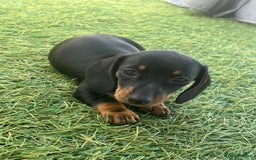 Dachshund dogs for sale: Dachshund Puppies - Image 4
