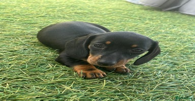 Dachshund dogs - Advert 3