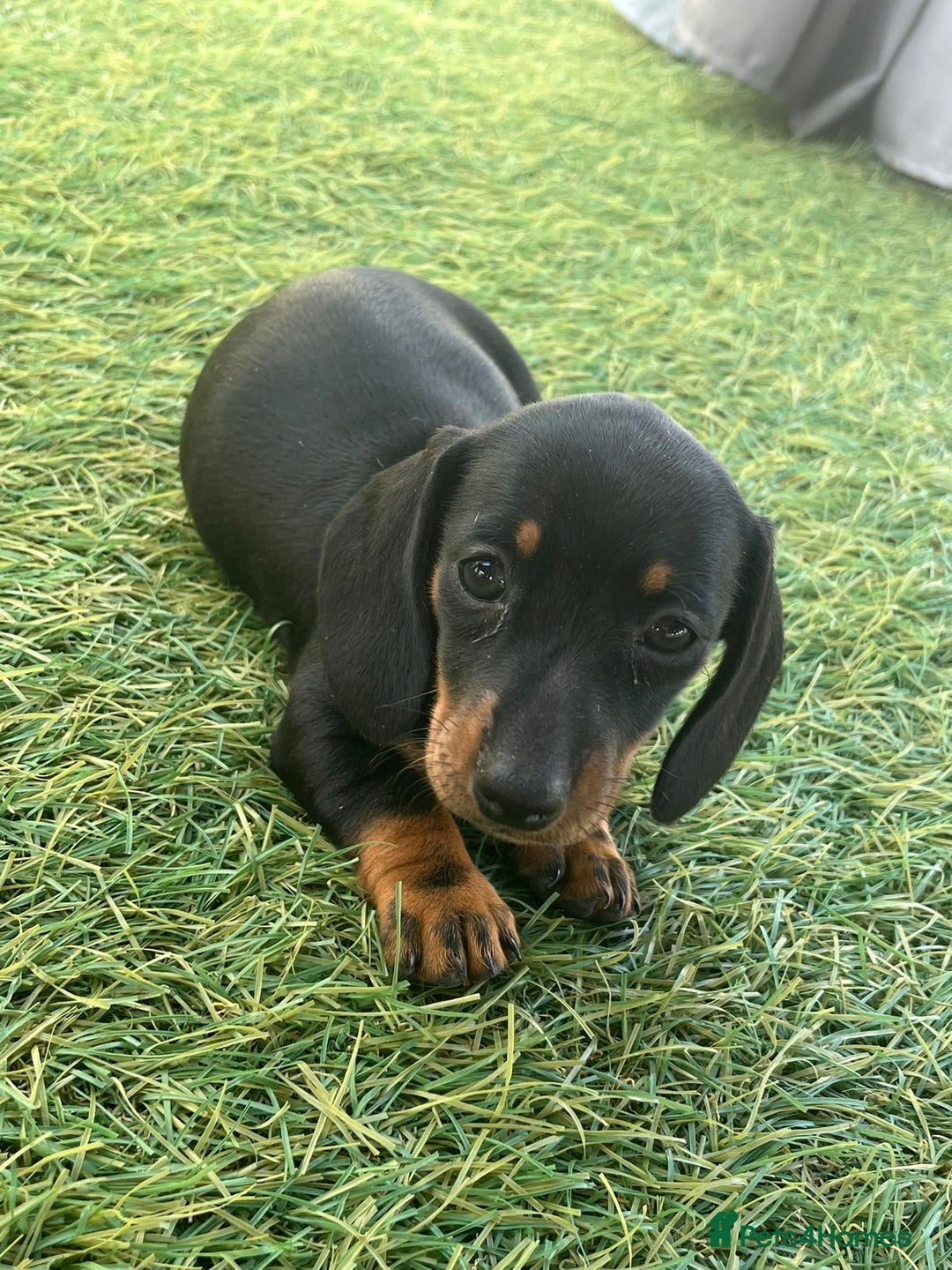 Dachshund dogs for sale: Dachshund Puppies - Image 4