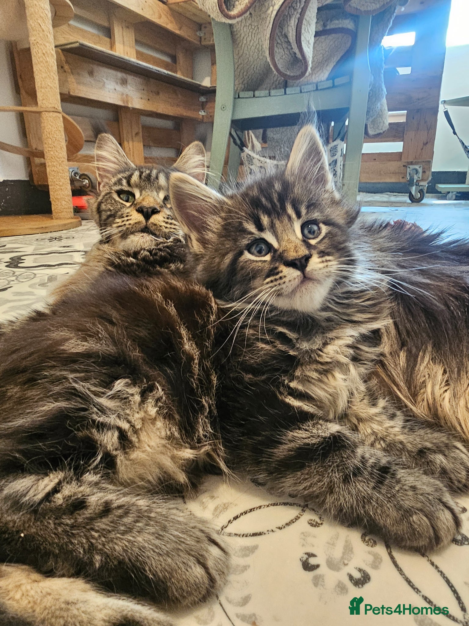 Maine Coon cats for sale: Maine Coon boy - Advert 8