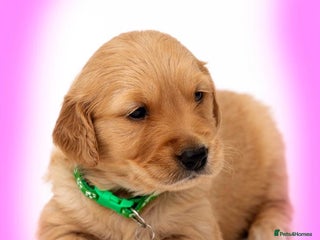 Golden Retriever dogs KC Dark Golden Retrievers 🧬 Health Tested Parents - Advert 4