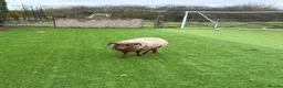 Sheep livestock for sale: 4 Ouessant Sheep - Advert 7