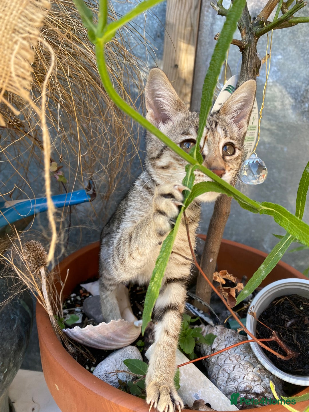Savannah cats for sale: PDGREE BROWN SPOT  LOVIN SAVANNAH GIRL F5SBT - Image 15
