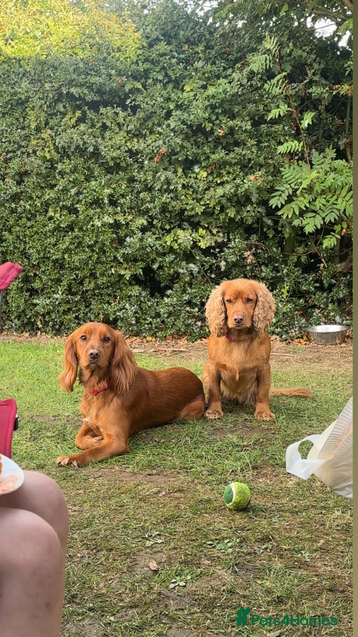 Cocker Spaniel dogs Male cocker spaniel 3  - Advert 2