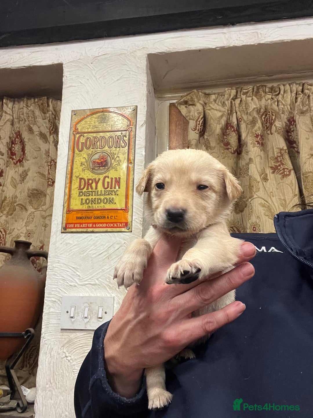Labrador Retriever dogs for sale: Adorable Labrador puppies  - Advert 14