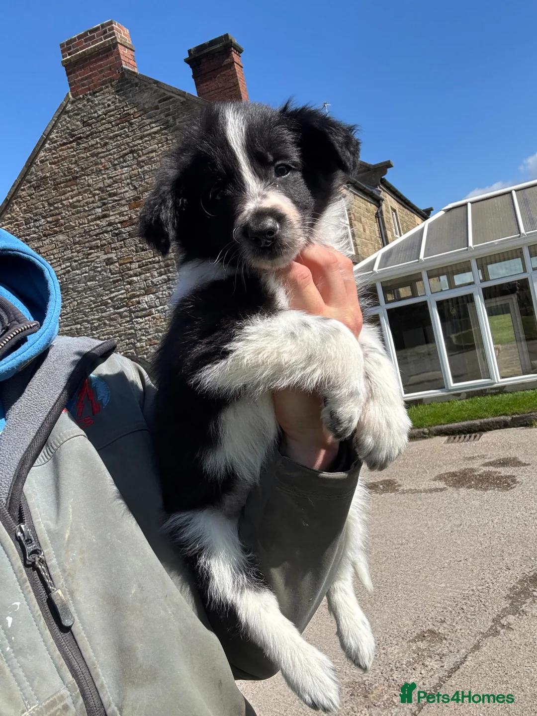 Border Collie dogs for sale: Border Collie female puppy (1 left) - Advert 19