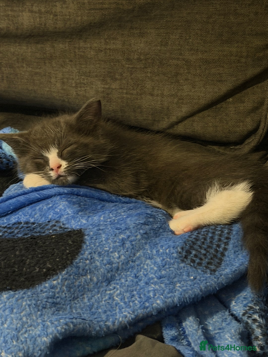 Ragdoll cats for sale: Beautiful ragdoll x domestic shorthair kittens - Image 6