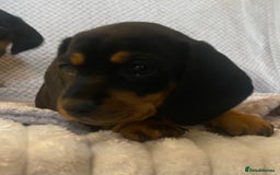 Dachshund dogs for sale: 💖traditional dachshunds puppies💝 - Image 9