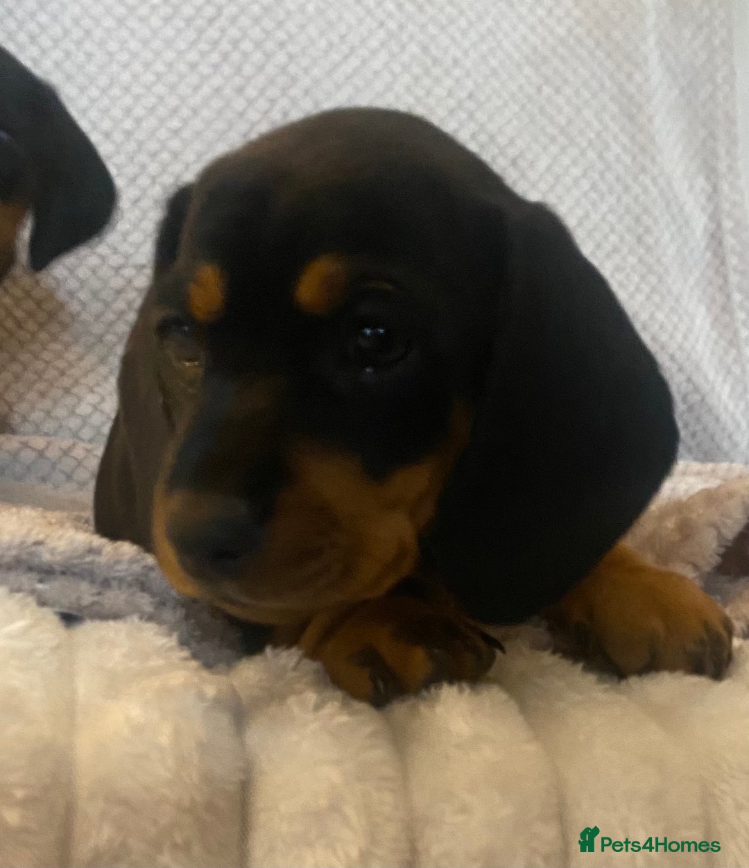 Dachshund dogs for sale: 💖traditional dachshunds puppies💝 - Image 9