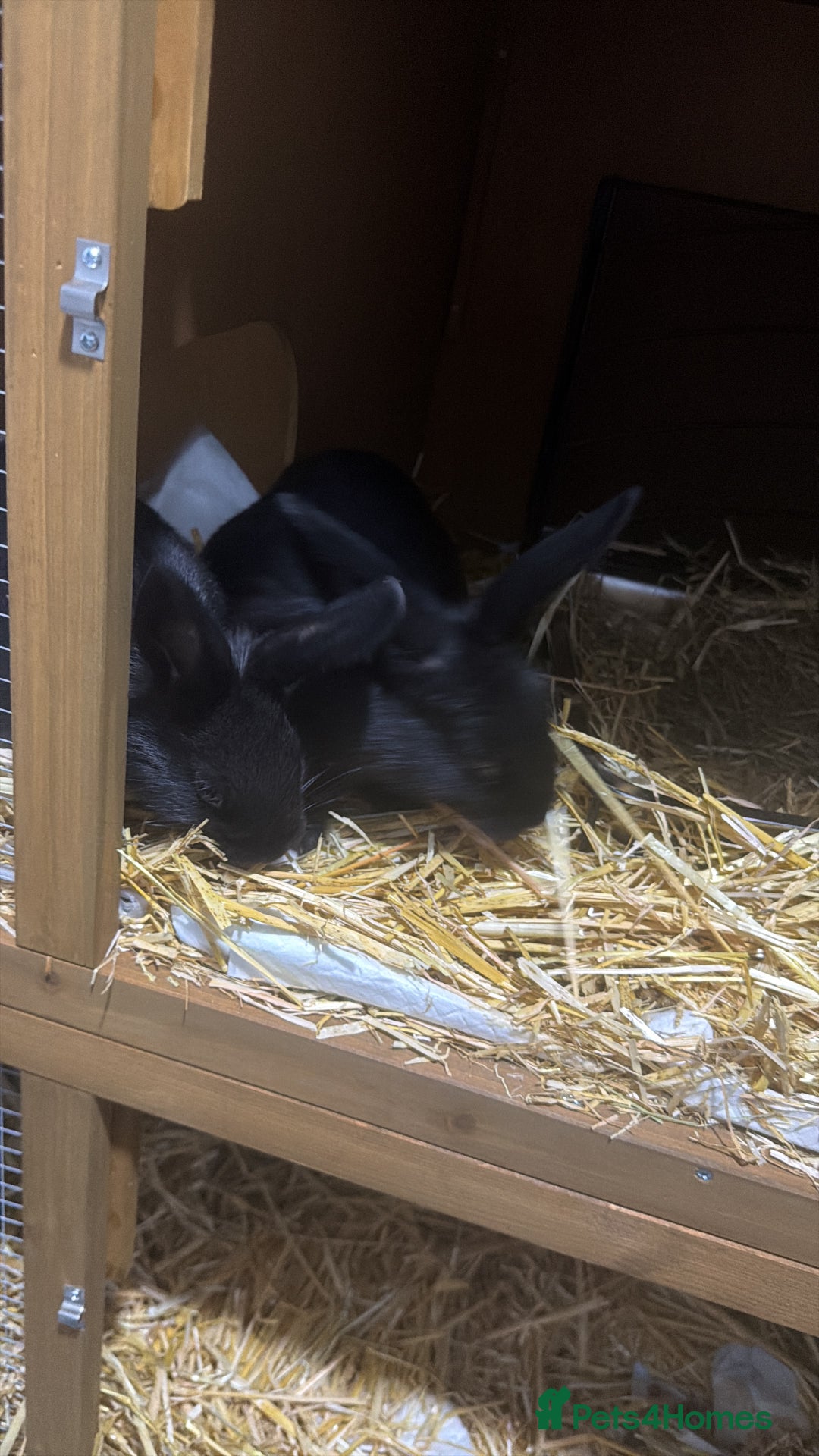 Mixed Breed rabbits for sale: Rabbits for Sale - Advert 3