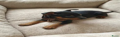 Miniature Pinscher Puppy 1