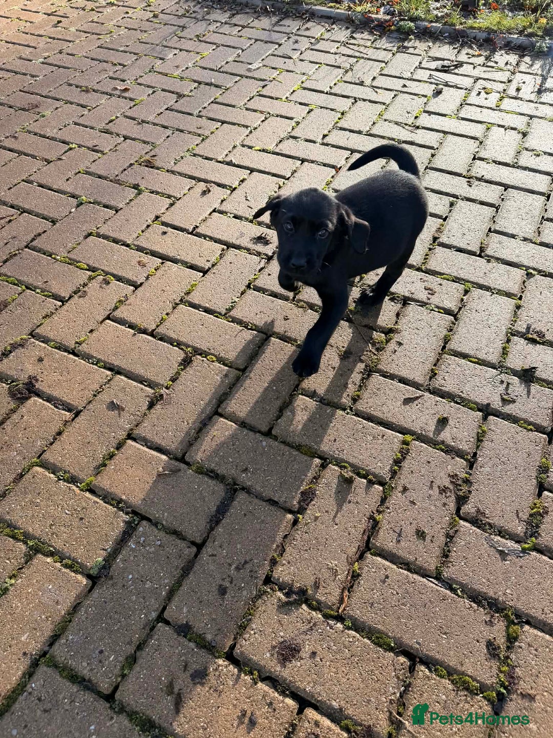 Labrador Retriever dogs for sale: Jock the black Lab - Advert 5