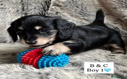 Miniature Dachshund dogs for sale: LONGHAIRED MINIATURE CREAM PUPPIES🐾🩵 - Image 5
